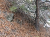 Pine Needled Slope