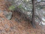 Pine Needled Slope