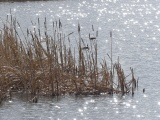 Wedge of Cattails