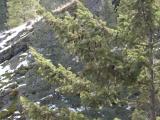 Aerial Arboreal Pine Cones