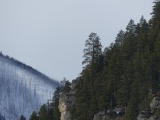 Slopes of Trees and Snow