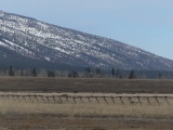 Buck and Rail Fenceline