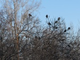 Cluster of Birds on Branches