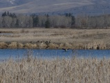 Flapping Goose in the Water