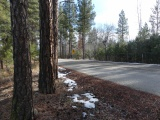 Road among the Trees