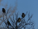 Birdies on Branches