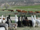 Alpacas vs Cows