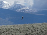 Soaring above Sagebrush