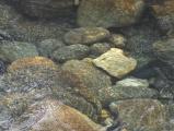 Ripples in Kootenai Creek