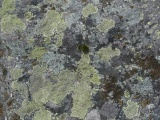 Lichen Encrusted Boulder