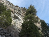 Trees below Rock