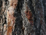 Bark Texture