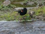 Red-Winged Blackbird at the Water