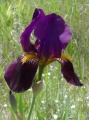 Purple Iris