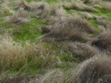 Layers of Growth