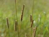 Seeds in Focus