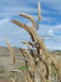 Seeds on the Sky