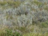 Sagebrush and Other Plants