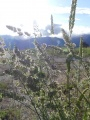 Patch of Backlit Grasses