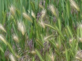 Tapestry of Grasses