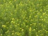 Field of Mustard