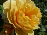 Arlington Rose