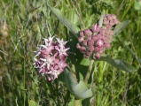 Starburst Flowers