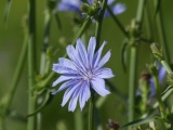 Return of Chicory