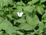 Butterfly on Potatoes