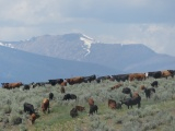 Cows coming over the Hill