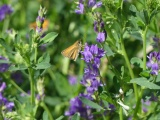 Butterfly on Alfalfa