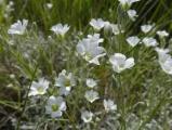 Summer White Flowers