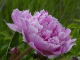 Pink Peony Petals