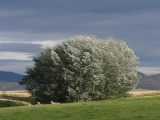 Silvery Leaves in the Wind