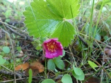 Little Pink Flower