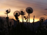 Wishes at Sunset