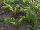 Chard