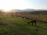 Evening Sunlight on Pastures