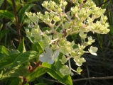 Hydrangea Awakens