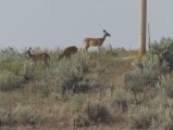 Three Deer on a Hill