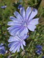 Chicory Flower Pair