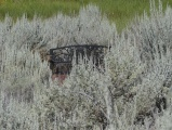 Bench of Solitude in Sagebrush