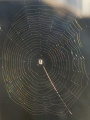 Prismatic Spiderweb