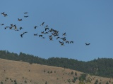 Flock of Geese in September