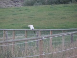 Fence Lookout