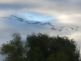 Geese over Willow