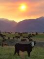 Cows beneath a Smoky Sunset