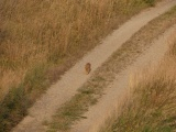 Orange Cat on the Lane