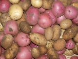 Potato Harvest