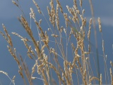 Golden Grasses